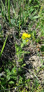 Senecio vernalis