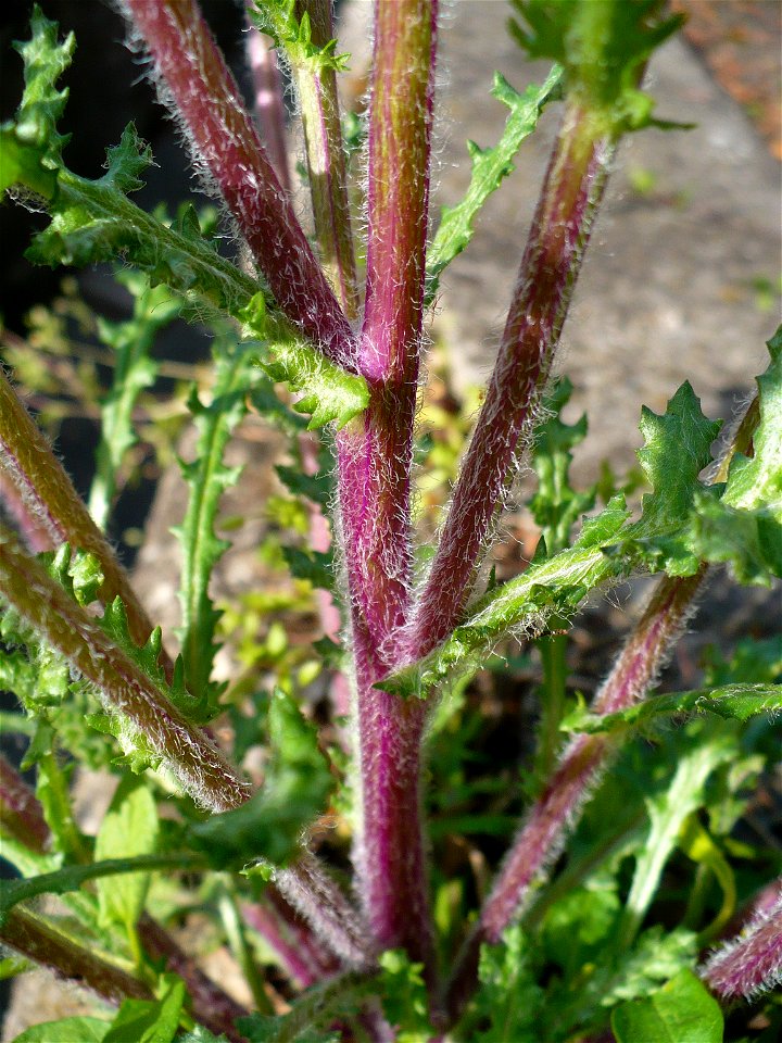 Hairy stems of Senecio vernalis