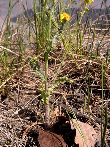 Senecio vernalis