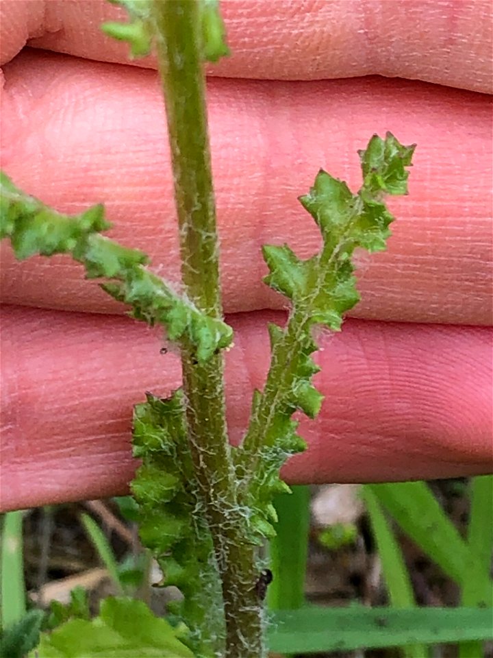Senecio vernalis