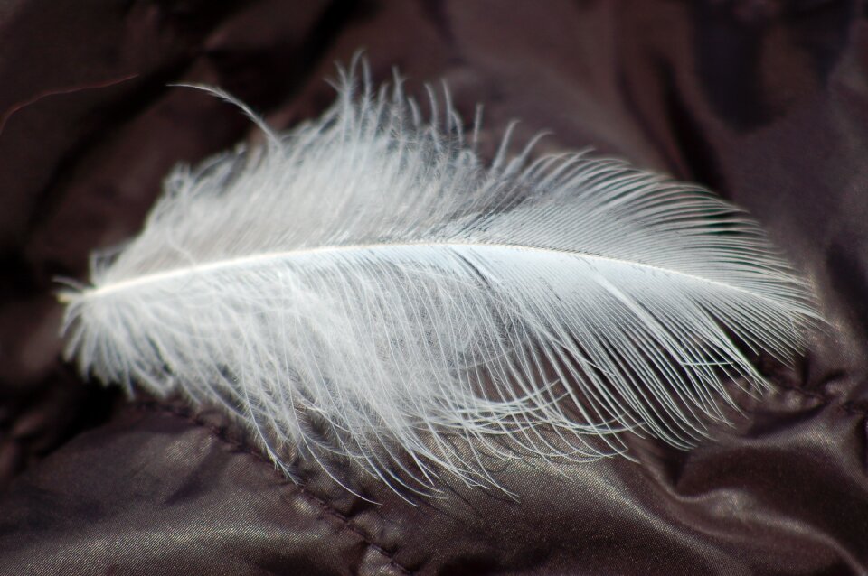 Soft light feathers