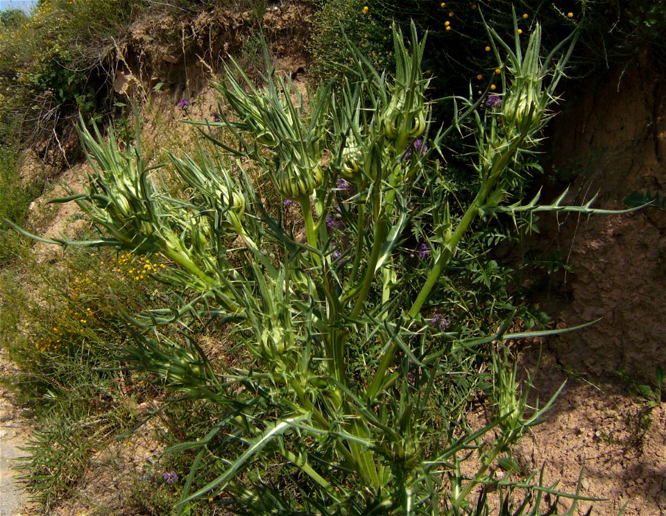 Cirsium eriophorum plant in the wild in Castelltallat, Catalonia