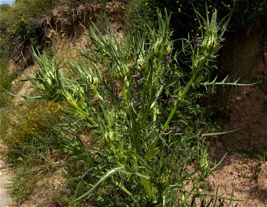 Cirsium eriophorum plant in the wild in Castelltallat, Catalonia