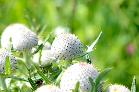 Cirsium in Lilienfeld, Lower Austria