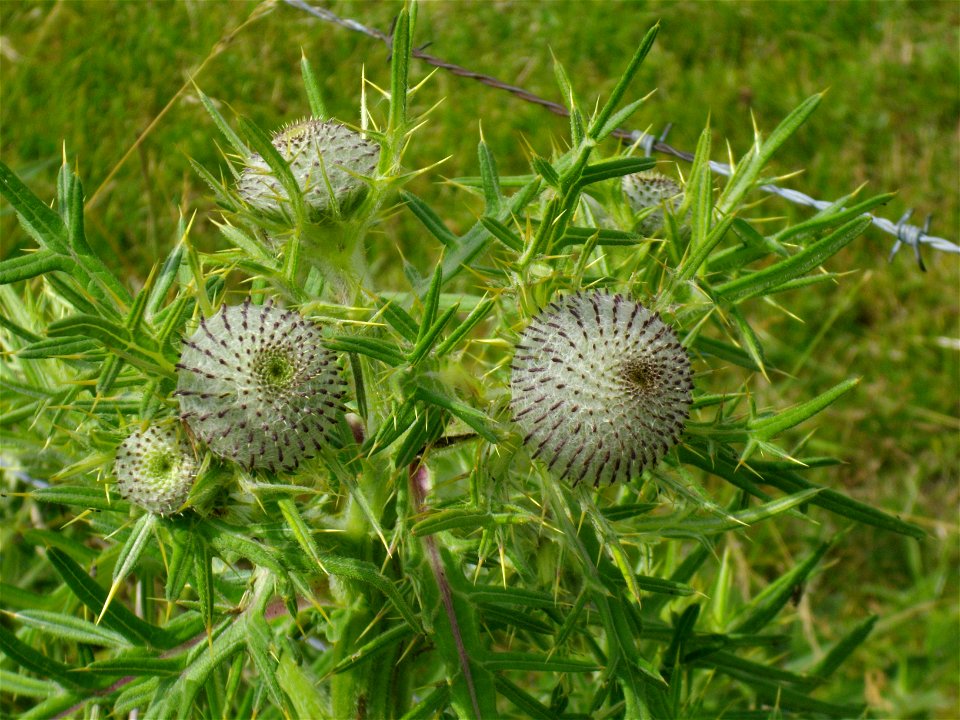 Cirse laineux Cirsium eriophorum; photo prise en Haute-Loire(43)près de Fugères 950m d'altitude.