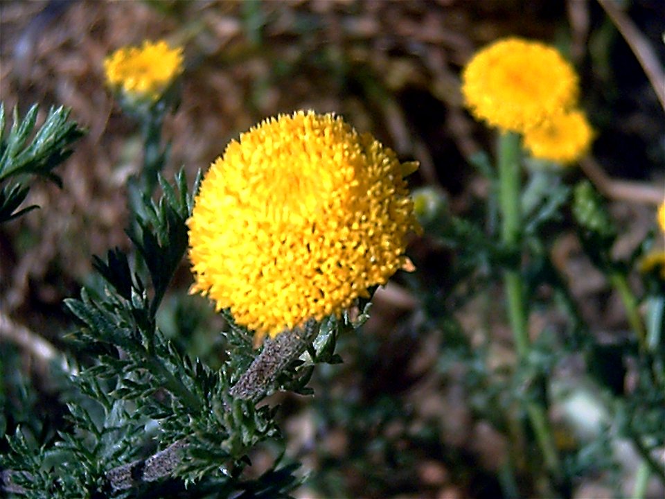 Anacyclus valentinus close up, La Mata, Torrevieja, Alicante, Spain.