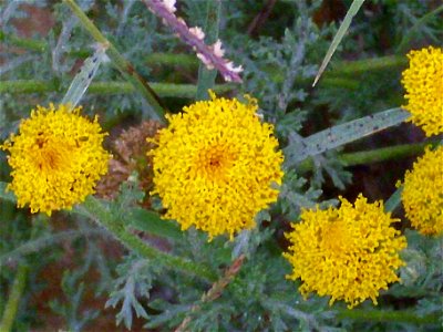 Anacyclus valentina close up, La Mata, Torrevieja, Alicante, Spain.