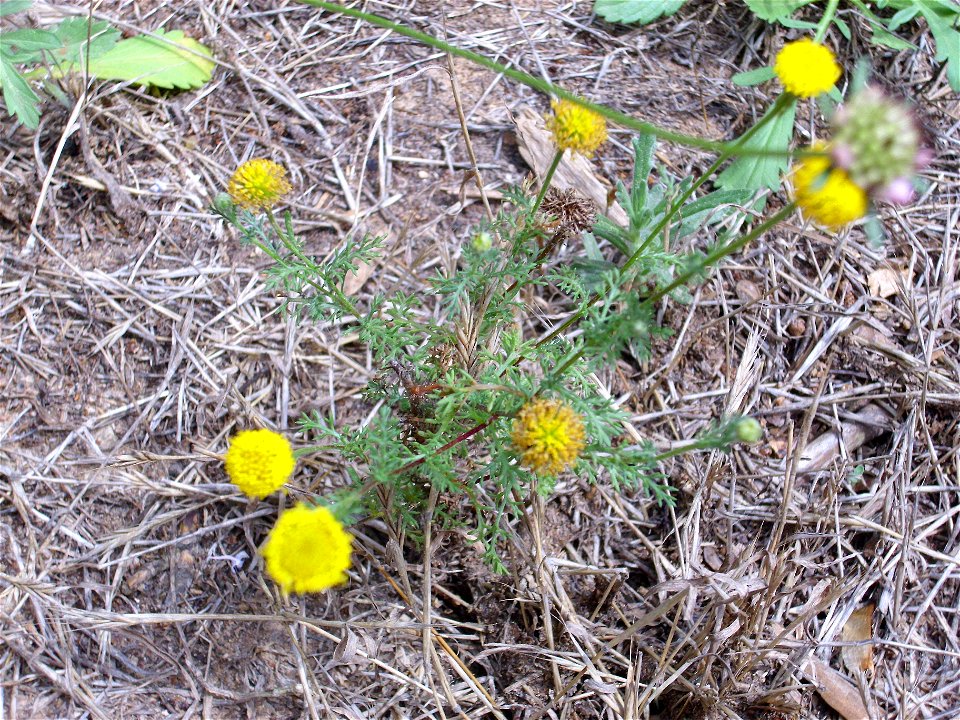 Anacyclus valentinus habit, La Mata, Torrevieja, Alicante, Spain.