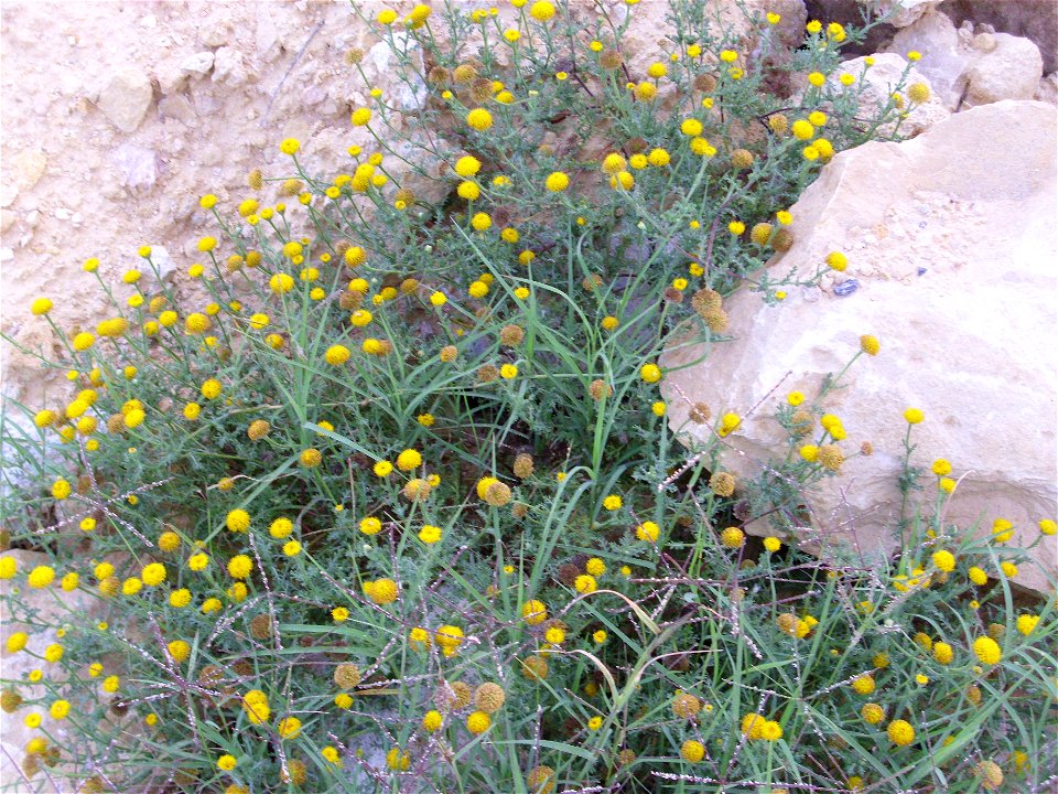 Anacyclus valentinus habit, La Mata, Torrevieja, Alicante, Spain.