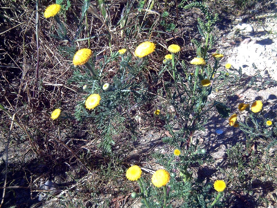 Anacyclus valentinus habit, La Mata, Torrevieja, Alicante, Spain.