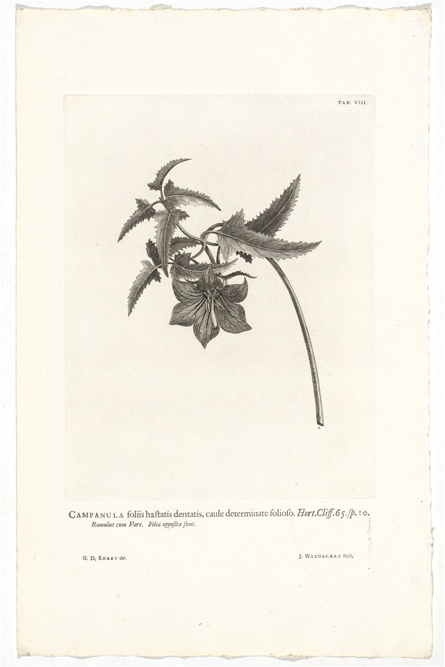 IdentificatieTitel(s): Canarina canariensisCampanula foliis hastatis dentatis, caule determinate folioso. Hort. Cliff. 65. sp. 10 (titel op object)Objecttype: prent boekillustratie Objectnummer: RP-P-