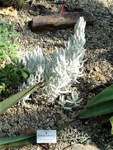 Senecio haworthii specimen in the Botanischer Garten München-Nymphenburg, Munich, Germany.