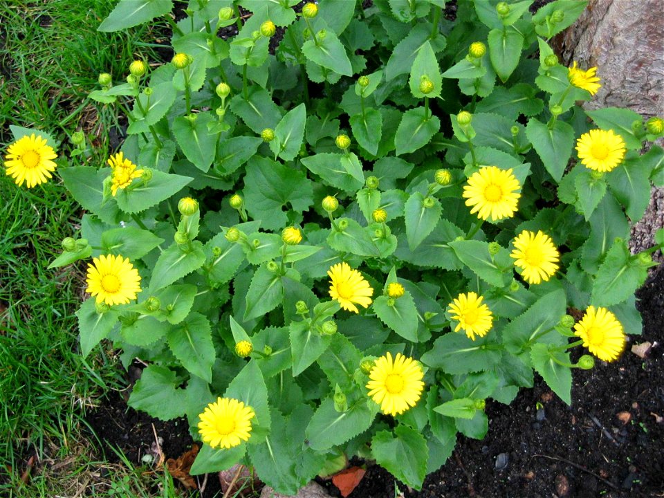 Omieg kaukaski (Doronicum caucasicum)