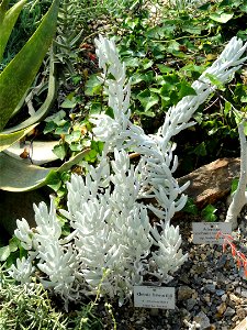 Senecio haworthii specimen in the Botanischer Garten München-Nymphenburg, Munich, Germany.