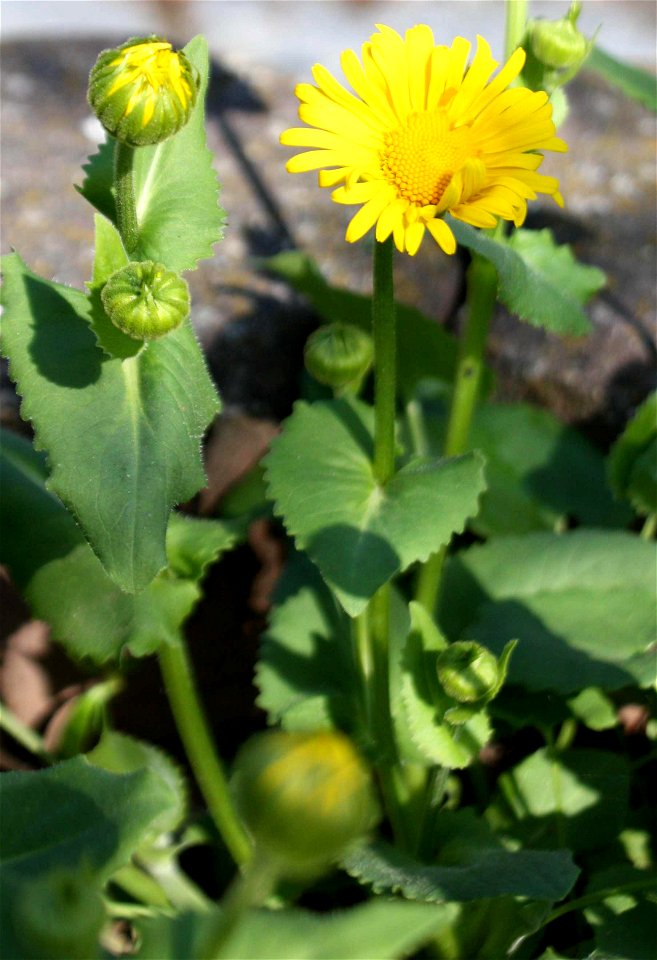 Doronicum orientale. Brno, CZ
