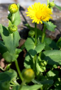 Doronicum orientale. Brno, CZ