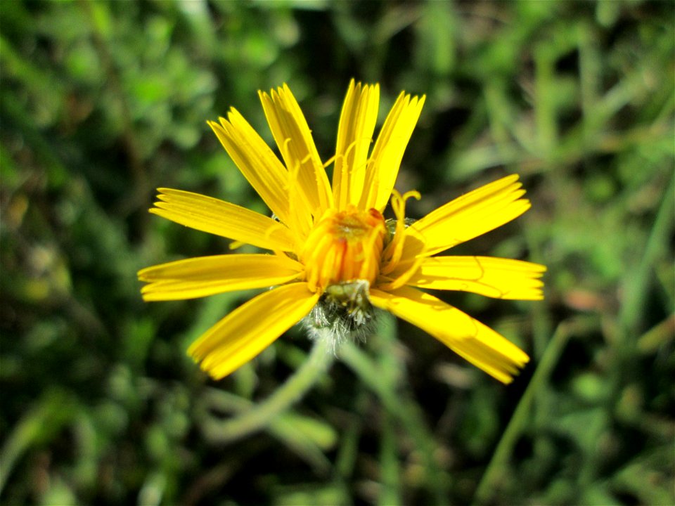 Wiesen-Habichtskraut (Pilosella caespitosa) im Naturschutzgebiet Birzberg photo