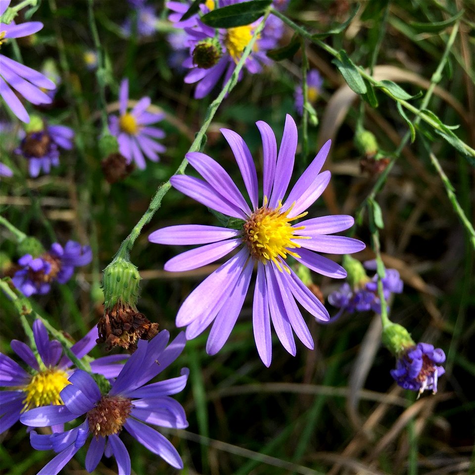 late purple aster (Symphyotrichum patens)