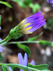 late purple aster (Symphyotrichum patens)