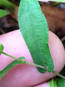 late purple aster (Symphyotrichum patens)