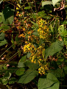 Solidago flexicaulis blooming in the Beechview–Seldom Seen Greenway, Pittsburgh