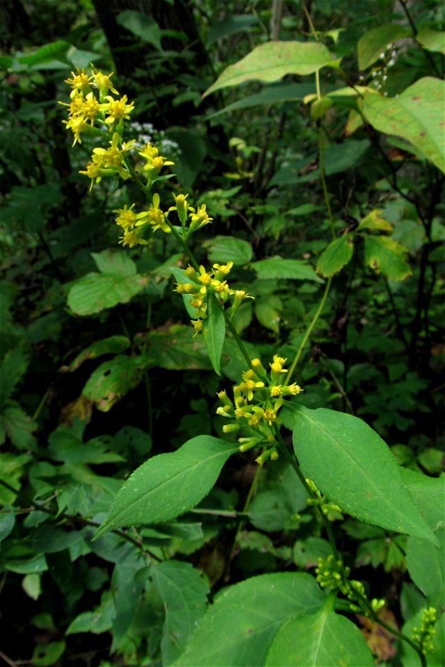 Zigzag Goldenrod (Solidago flexicaulis) blooming in the Seldom Seen Greenway, Pittsburgh