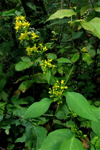 Zigzag Goldenrod (Solidago flexicaulis) blooming in the Seldom Seen Greenway, Pittsburgh
