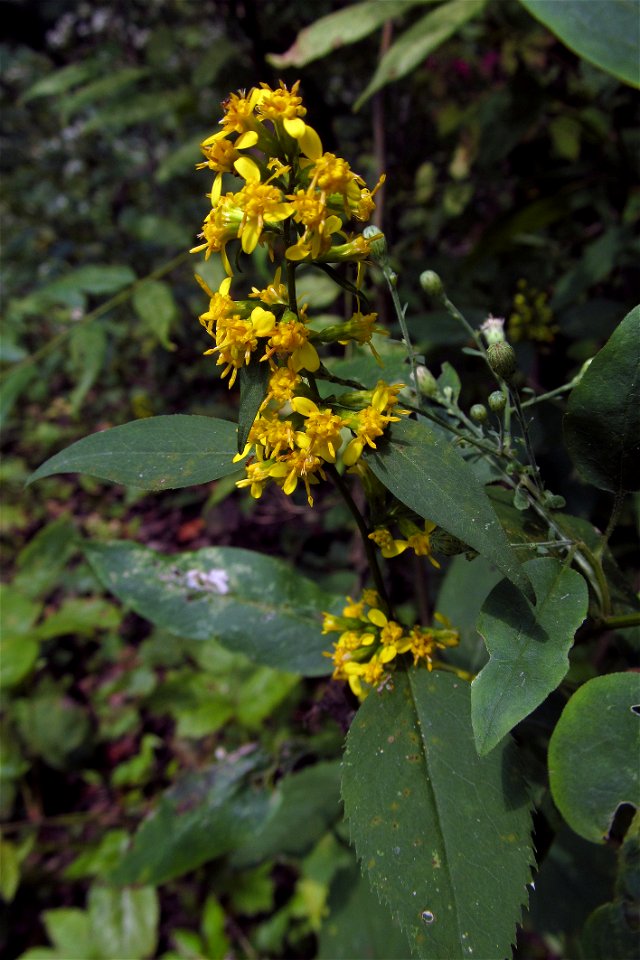 Zigzag Goldenrod (Solidago flexicaulis) blooming in the Seldom Seen Greenway, Pittsburgh