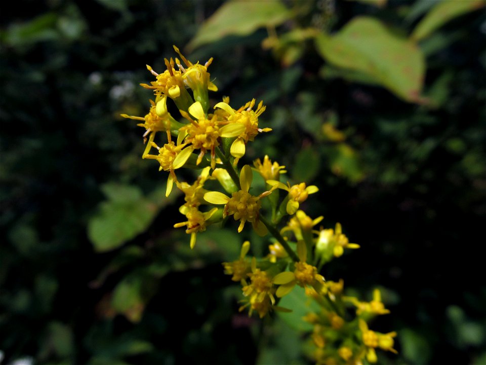 Zigzag Goldenrod (Solidago flexicaulis) blooming in the Seldom Seen Greenway, Pittsburgh