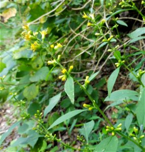Solidago flexicaulis, growing on forested limestone bluffs, on the West Fork of the Red River at the Clarksville Greenway, Montgomery County, Tennessee. (Image originally misidentified as Solidago ulm