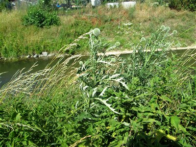 Drüsenlose Kugeldistel (Echinops exaltatus) am Kraichbach in Hockenheim - eingeschleppt aus Südost-Europa