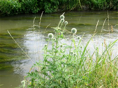 Drüsenlose Kugeldistel (Echinops exaltatus) am Kraichbach in Hockenheim