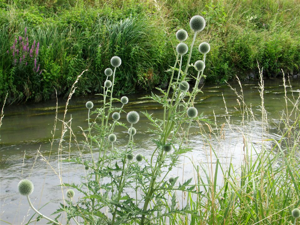 Drüsenlose Kugeldistel (Echinops exaltatus) am Kraichbach in Hockenheim