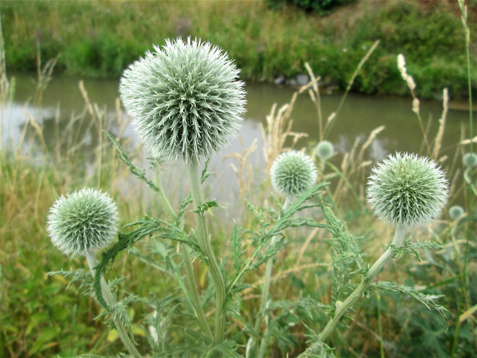 Drüsenlose Kugeldistel (Echinops exaltatus) am Kraichbach in Hockenheim