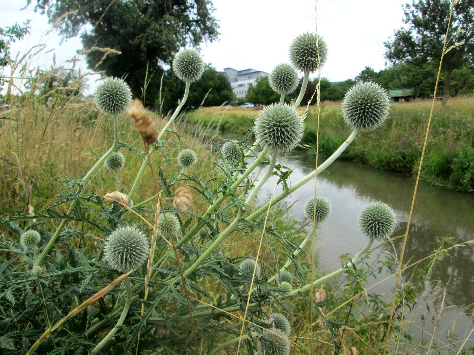 Drüsenlose Kugeldistel (Echinops exaltatus) am Kraichbach in Hockenheim