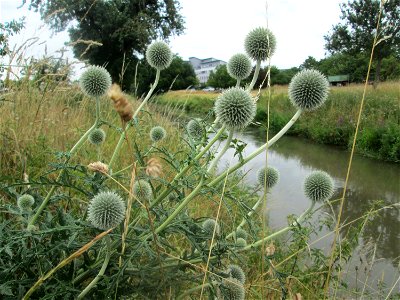 Drüsenlose Kugeldistel (Echinops exaltatus) am Kraichbach in Hockenheim