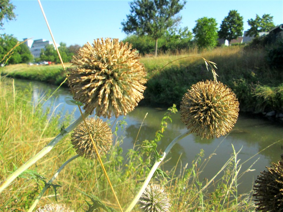 Drüsenlose Kugeldistel (Echinops exaltatus) am Kraichbach in Hockenheim