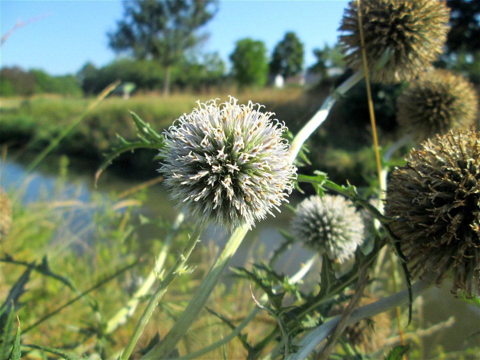 Drüsenlose Kugeldistel (Echinops exaltatus) am Kraichbach in Hockenheim