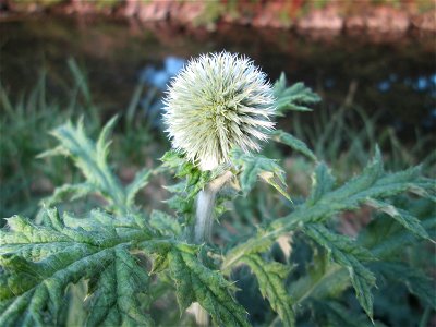 Drüsenlose Kugeldistel (Echinops exaltatus) am Kraichbach in Hockenheim