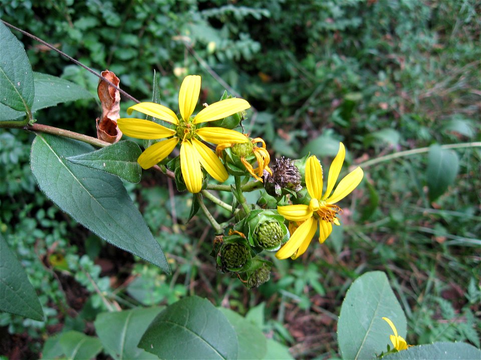 Silphium asteriscus var. asteriscus. Bluffs of the Tennessee River, Loudon County, Tennessee.