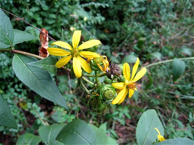 Silphium asteriscus var. asteriscus. Bluffs of the Tennessee River, Loudon County, Tennessee.
