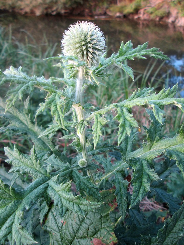 Drüsenlose Kugeldistel (Echinops exaltatus) am Kraichbach in Hockenheim