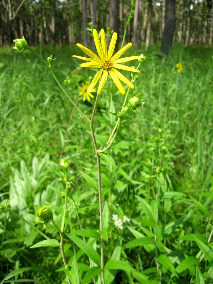 Silphium trifoliatum, May Prairie, a wet prairie in Coffee County, Tennessee