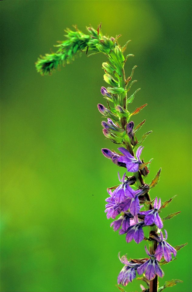 Image title: Downy lobelia flower
Image from Public domain images website, http://www.public-domain-image.com/full-image/flora-plants-public-domain-images-pictures/flowers-public-domain-images-picture