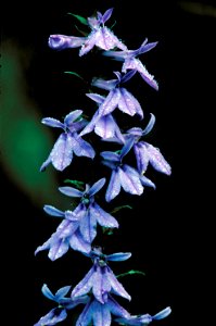 Image title: Downy lobelia purple flowering plant Image from Public domain images website, http://www.public-domain-image.com/full-image/flora-plants-public-domain-images-pictures/flowers-public-domai photo