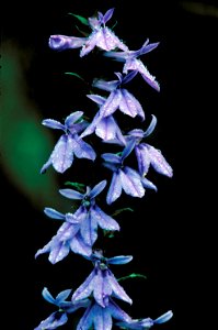 Image title: Downy lobelia purple flowering plant
Image from Public domain images website, http://www.public-domain-image.com/full-image/flora-plants-public-domain-images-pictures/flowers-public-domai