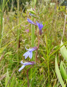 Lobelia puberula, high quality wet-prairie remnant southwest of Arnold Air Force Base headquarters, Coffee County, Tennessee.