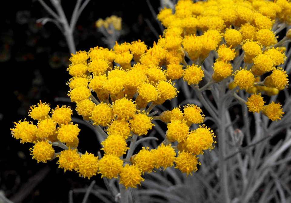 Helichrysum thianschanicum 'Icicles' on display at the San Diego County Fair, California, USA. Identified by exhibitor's sign.