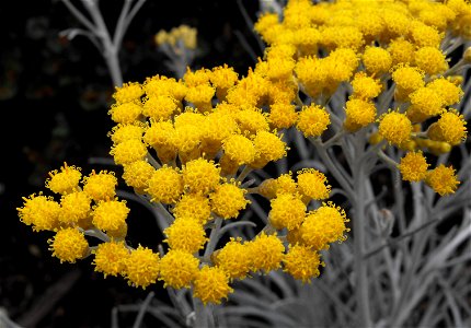 Helichrysum thianschanicum 'Icicles' on display at the San Diego County Fair, California, USA. Identified by exhibitor's sign. photo