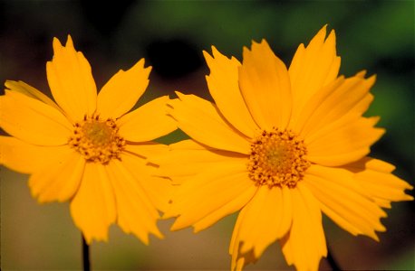 Image title: Coreopsis auriculata eared coreopsis Image from Public domain images website, http://www.public-domain-image.com/full-image/flora-plants-public-domain-images-pictures/flowers-public-domai photo